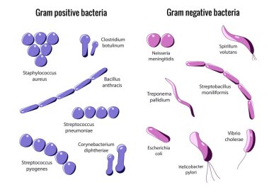 Gram positive and Gram negative bacteria clipart