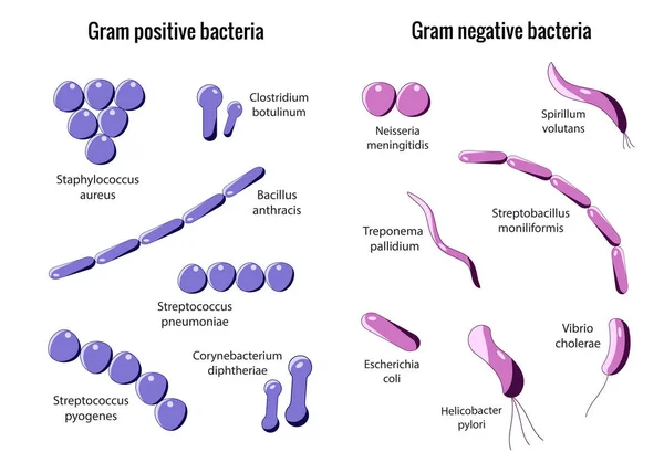 Batteri Gram positivi e Gram negativi — Vettoriale Stock