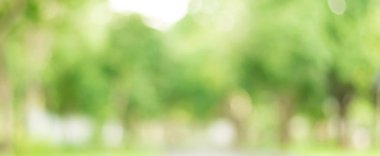 Parkta ağaçlarından yeşil bokeh arka plan