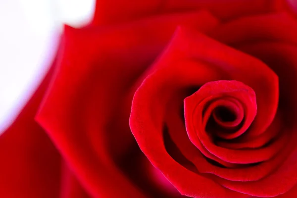 Gros plan de magnifiques pétales de rose rouge spirale — Photo