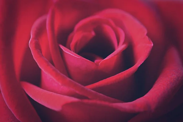 美丽的红玫瑰花瓣的特写 — 图库照片