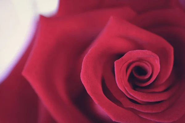 Gros plan de magnifiques pétales de rose rouge spirale — Photo