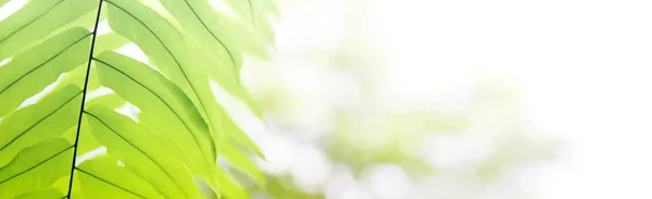 Green Fern leaves against sunlight bokeh, natural background concept — Stock Photo, Image