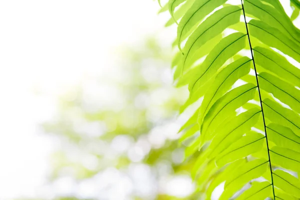 Green Fern verlaat tegen zonlicht bokeh, natuurlijke achtergrond concept — Stockfoto