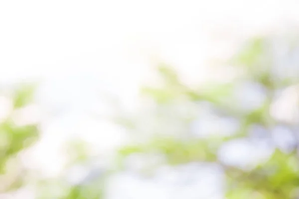 Oskärpa vit grön naturliga abstrakt bakgrund — Stockfoto
