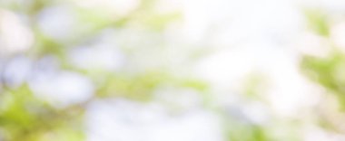 Beyaz yeşil doğal arka plan ağaç dalları üzerinden görüntü