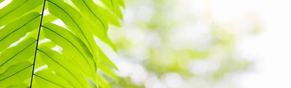 Gröna ormbunksblad mot solljus bokeh — Stockfoto