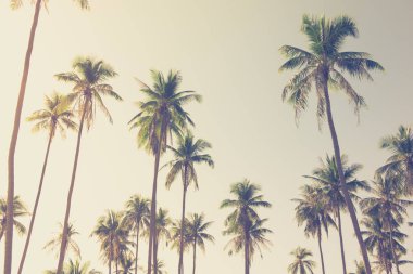 Hindistan cevizi Palmiye Adası'nda