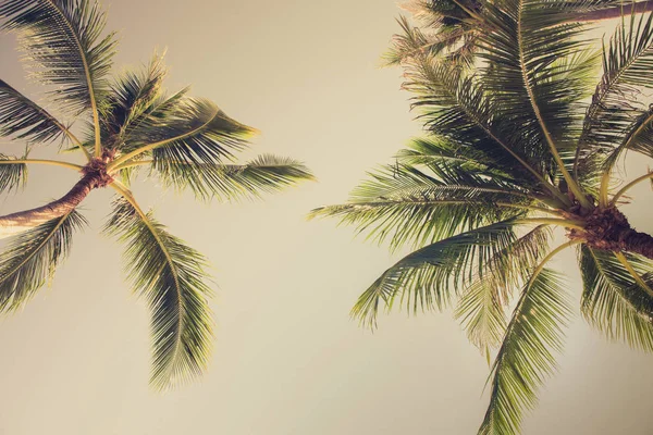 Cocos palmbomen, opzoeken van hoek — Stockfoto