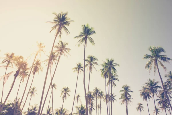 Cocos palmbomen op het eiland — Stockfoto