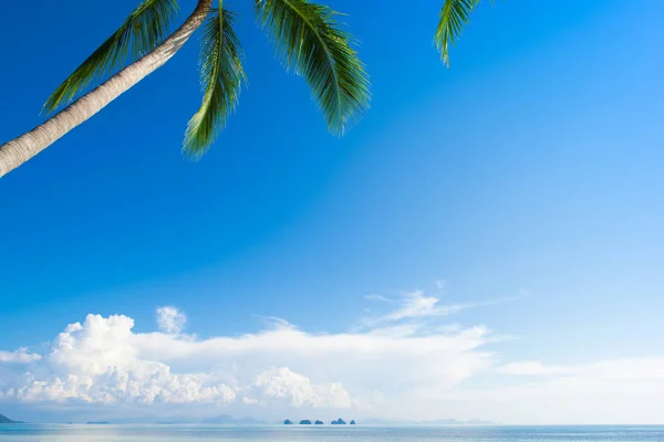 Cocos palm tree aan het strand — Stockfoto