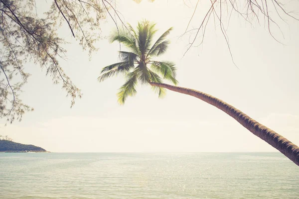 Cocos palm tree op zomer-strand — Stockfoto