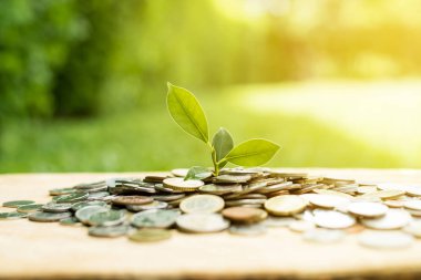 Para (jeton yığınından büyüyen genç bitki) 