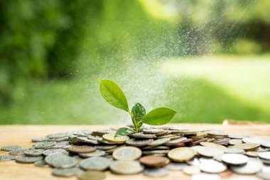 Para (jeton yığınından büyüyen genç bitki) 