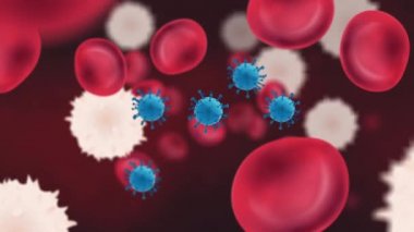 Coronavirus parçacıkları kırmızı ve beyaz kan hücreleriyle kan dolaşımında akıyor.