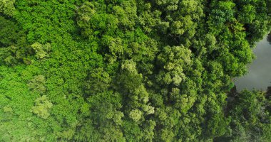Nehir kenarındaki güzel tropik yeşil orman, tepedeki hava aracı görüntüsü.