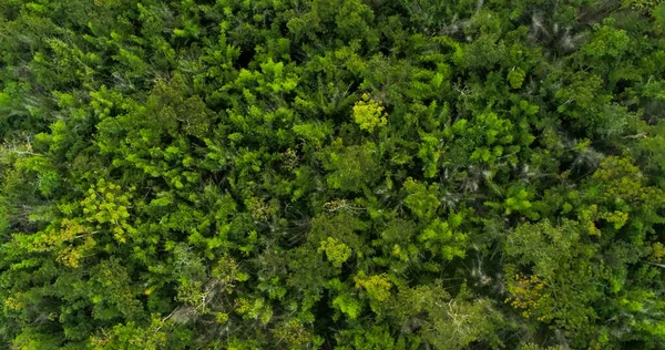 Vista Superior Árvores Verdes Naturais Floresta Tropical Tiro Drone Aéreo — Fotografia de Stock