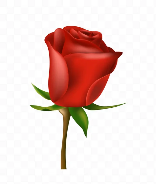 Χαριτωμένο τριαντάφυλλο σε λευκό φόντο. Απομονωμένη διανυσματικά εικονογράφηση — Διανυσματικό Αρχείο