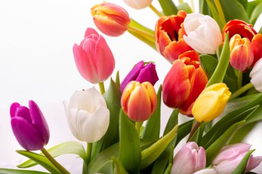 Beyaz arka planda çok renkli laleler. Bahar çiçeği buketi. Beyaz arkaplanda izole et