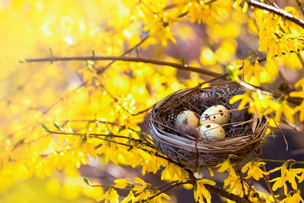 Paskalya Için Tebrikler Çiçek Açan Bir Ağaçtaki Kuş Yuvası Mutlu — Stok fotoğraf