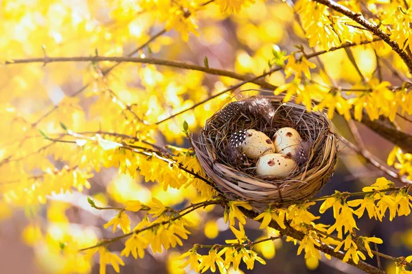 Félicitations Pour Pâques Nid Oiseau Sur Arbre Fleurs Joyeuse Pâques — Photo