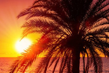Palmiye ağacı, deniz, güneş. Denizde gün batımı