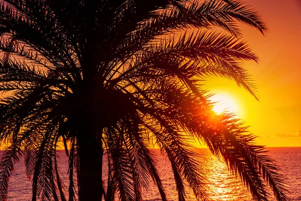 stock image Palm tree, sea, sun. Sunset at sea