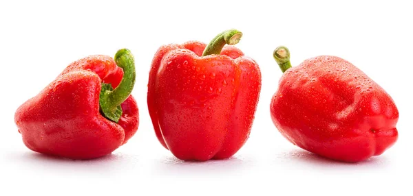 Paprika 白底露珠中的红辣椒 — 图库照片