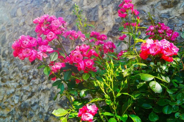 Olvides Ver Belleza Todo — Foto de Stock