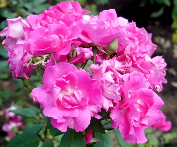 Güller Vadisi 'nde pembe güller, Kafkas mineral suları