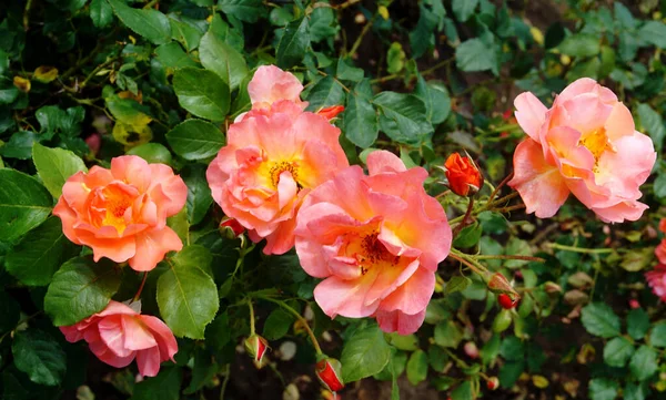 Розовые Розы Долине Роз Кавказские Минеральные Воды — стоковое фото