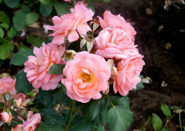 Rosarote Rosen Tal Der Rosen Kaukasisches Mineralwasser — Stockfoto