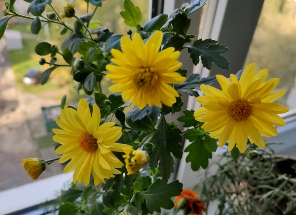 Beauté Des Fleurs Simples Balcon Russie — Photo