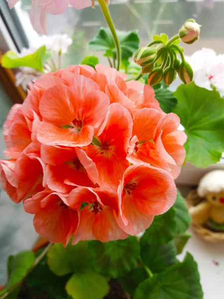 Piękno Prostych Kwiatów Balkonowych Rosja — Zdjęcie stockowe