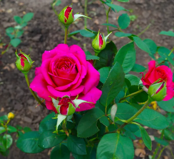 Розовые Розы Долине Роз Кавказские Минеральные Воды — стоковое фото