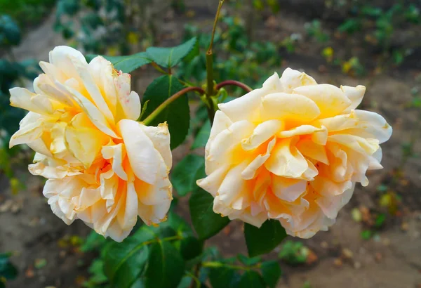 Roses Jaunes Dans Vallée Des Roses Eaux Minérales Caucase — Photo