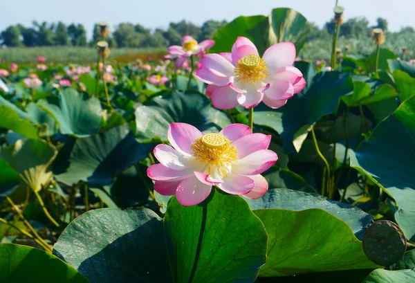 Slunečný Letní Den Lotus Valley Anapa Rusko Stock Obrázky