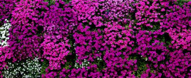 Parlak, renkli çiçekler, Belgrad, Sırbistan