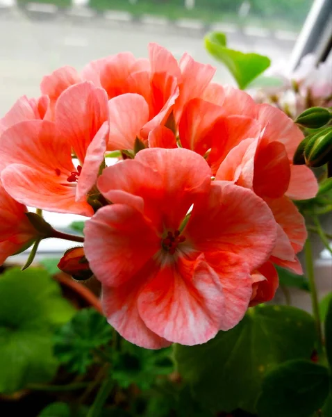 シンプルなバルコニーの花の美しさ ロシア — ストック写真