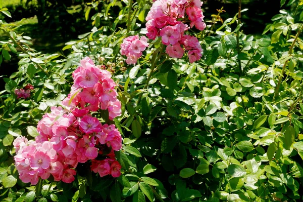 Schöne Rosenknospen Herceg Novi Montenegro — Stockfoto