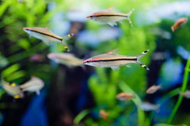 Su altı dünyası. Deniz hayatı. Balık.