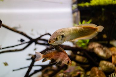 Su altı dünyası. Deniz hayatı. Balık.