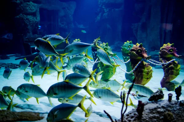 Undervattensvärlden Marint Liv Fisk — Stockfoto