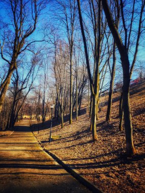 Sessiz ve huzurlu orman Parkı, Nizhny Novgorod, Rusya