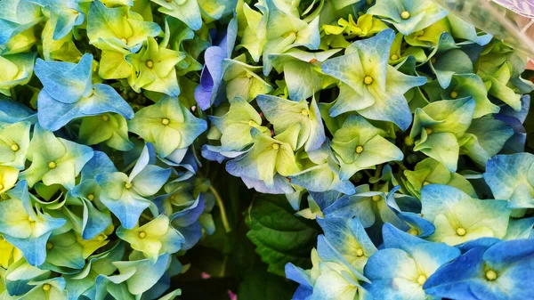 Belle Hortensia Bleue Sur Balcon Nijni Novgorod Russie — Photo