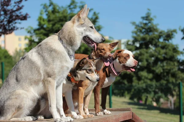 練習で犬の訓練 — ストック写真