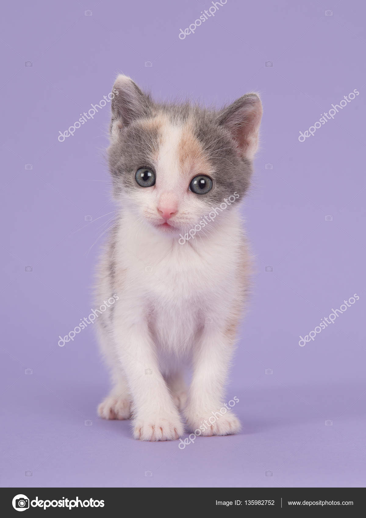 Lavendel Baby Katze Stockfoto Miraswonderland 135982752