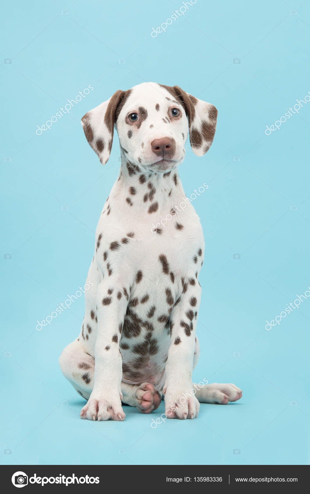 Blue Dalmatian