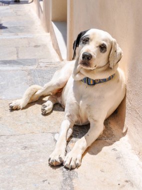 Yunanistan sokak köpeği