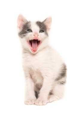 Gri ve beyaz bir arka plan üzerinde izole kedi yavrusu bebek kedi oturan beyaz çığlık
